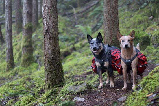 Two dogs carrying there own gear for fast packing